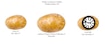 Potato Construct 2 Edition
